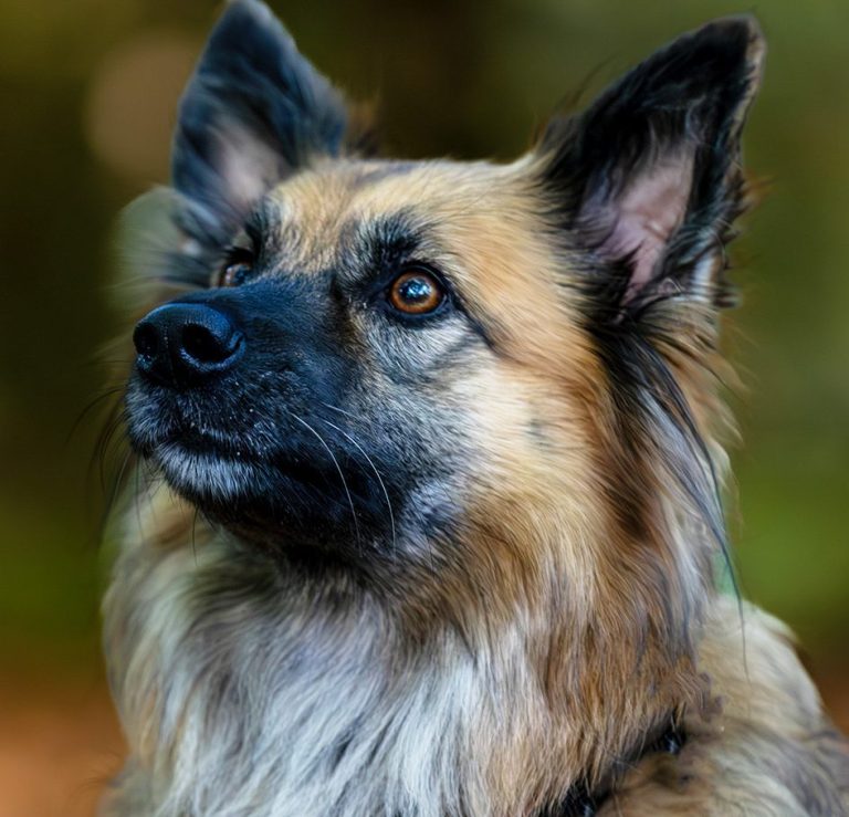 Therapiehund Jersy